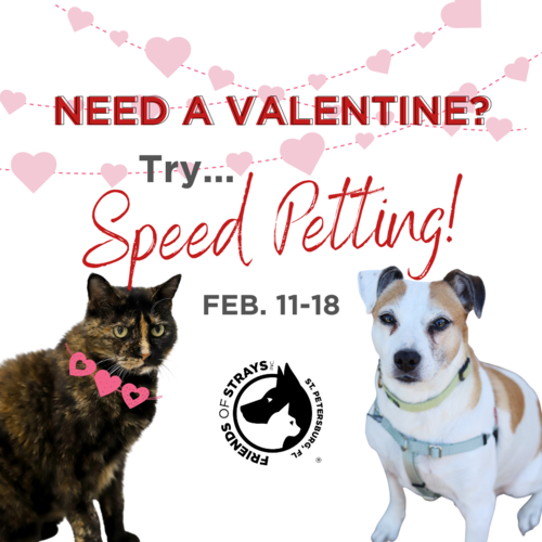 Looking for love? Try Speed Petting Feb. 11-18, 2023!