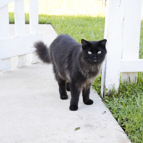 Adopt outdoor outlet cat