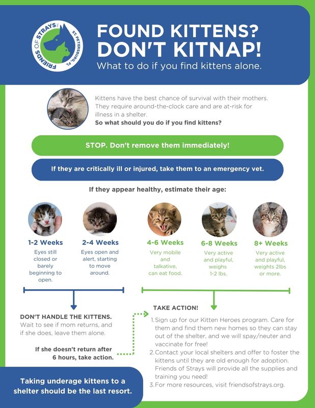 Don't Kit-Nap Kittens - Friends of Strays Cat and Dog Adoption in St ...