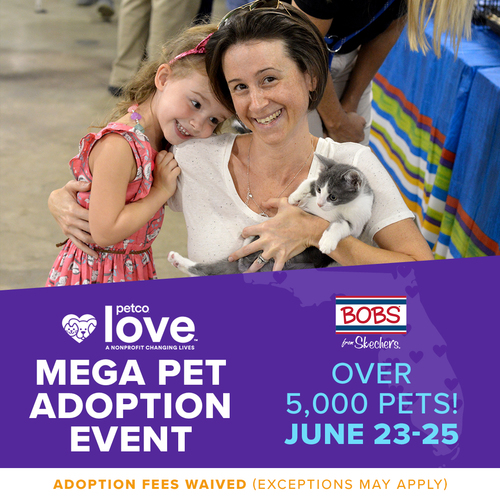 Adoption fees waived June 2325 for all pets Friends of Strays Cat