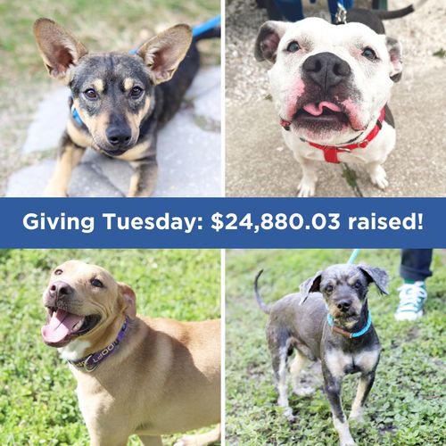 Giving Tuesday: $24,880.03 raised for No Dog Left Behind Fund!