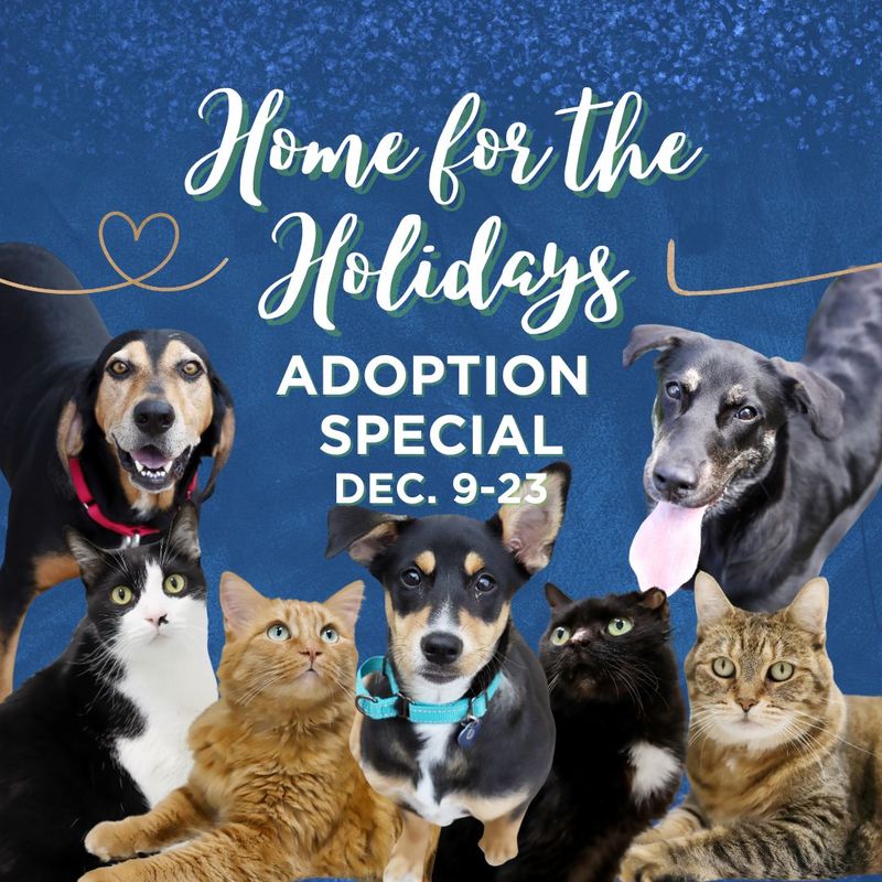 Home for the Holidays Adoption Special Dec. 9 23 2023