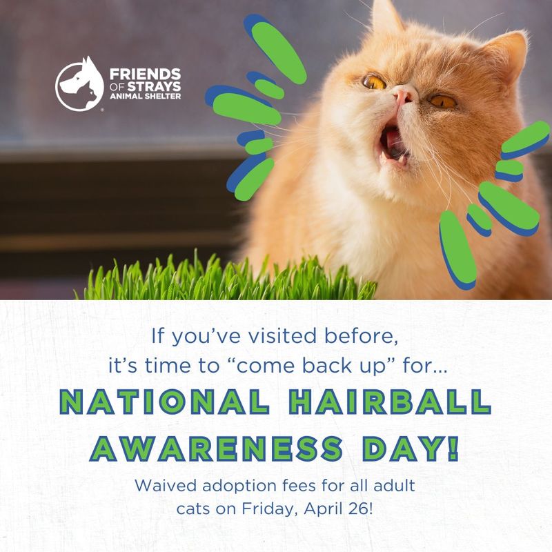 National Hairball Awareness Day Adoption Special and more information