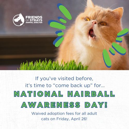 National Hairball Awareness Day Adoption Special and more information about hairballs!