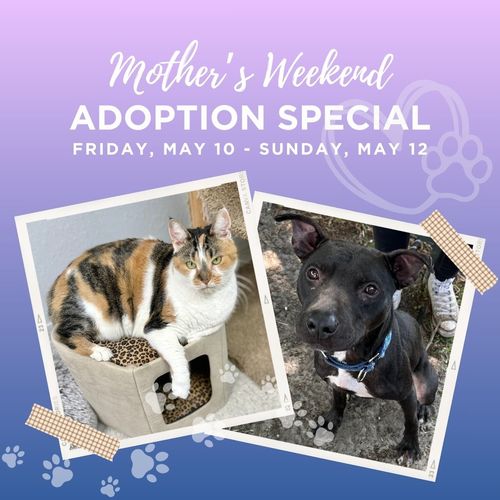 Mother's Weekend Adoption Special May 10-12, 2024