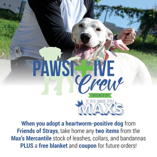 Adopting a store heartworm positive dog