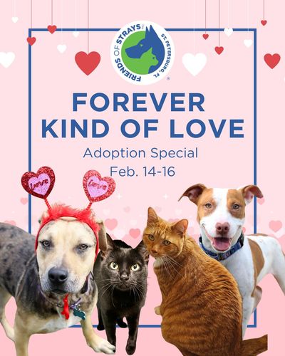 Forever Kind of Love Adoption Special Feb. 14-16, 2025