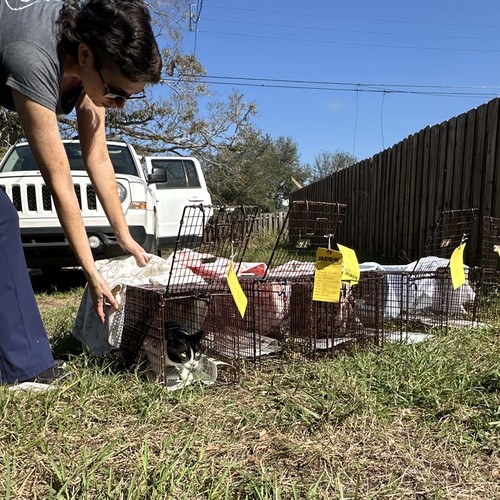 Why Friends of Strays Advocates for Trap-Neuter-Vaccinate-Return