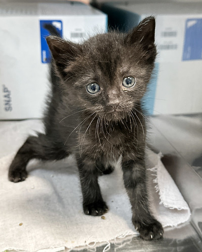 Kitten Season 2025 is heating up for the summer