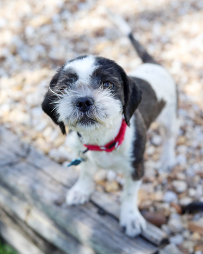 Why spaying your pet is about more than preventing litters