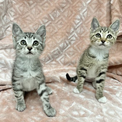 Loving and living with a FELV cat