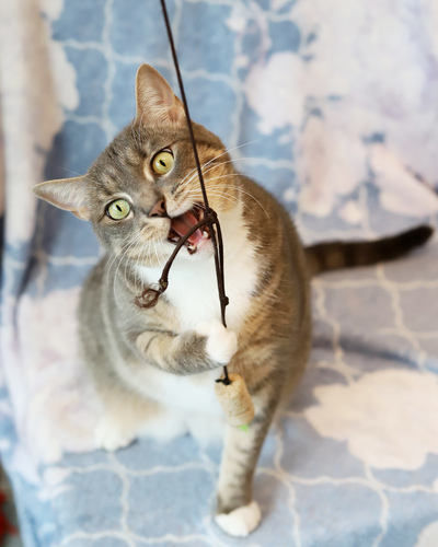 Clear the Shelters Adoption Special Aug. 20-24