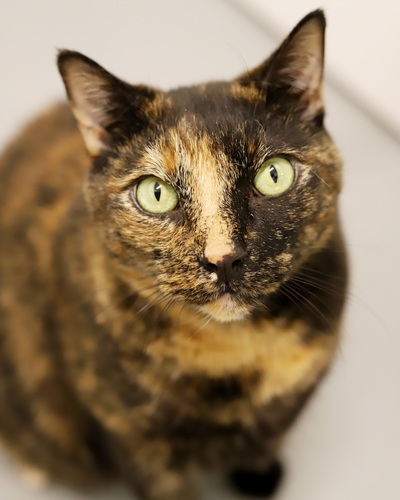 Babe's Story: Planning Ahead for the Pets We Love