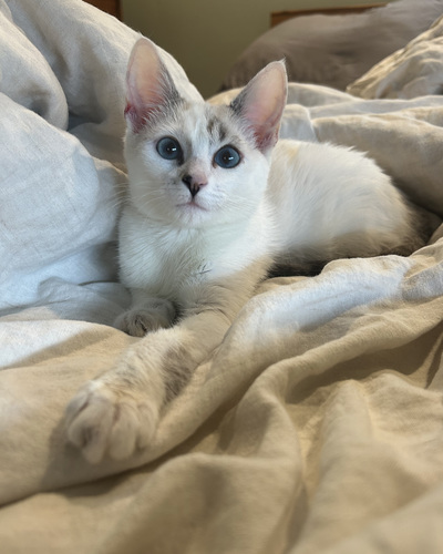 Clementine the Courageous Kitten!