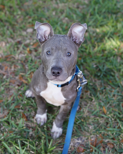 Adopt and Shop Local this weekend at Friends of Strays!