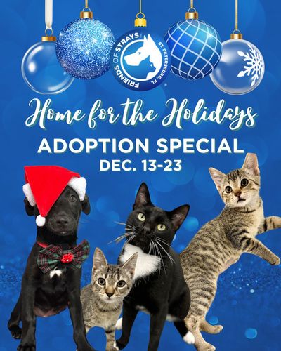 Home for the Holidays Adoption Special: Dec. 13-23, 2025!