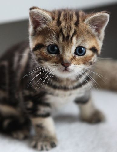 pictures of cute baby kittens