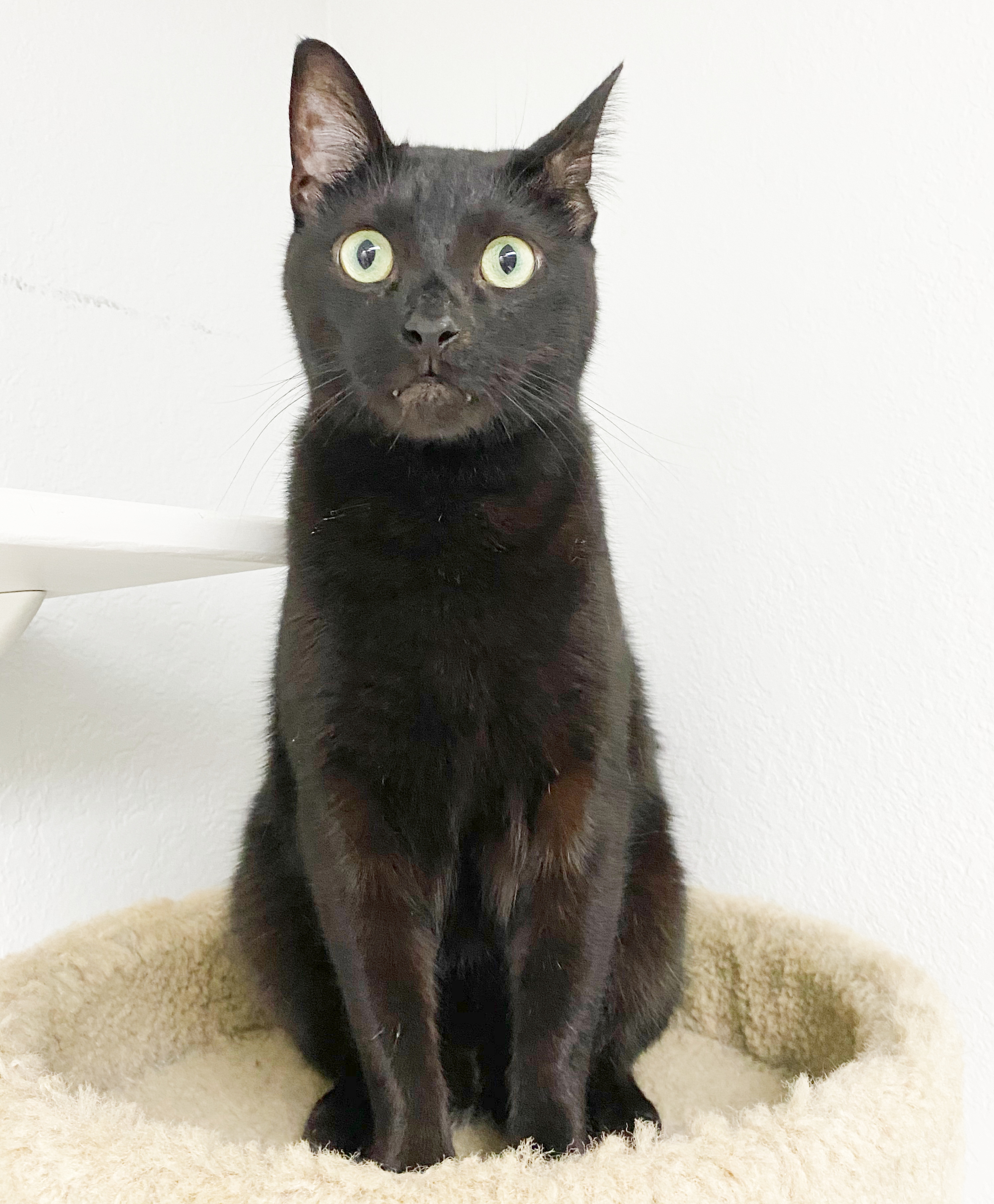 Onyx %284%29