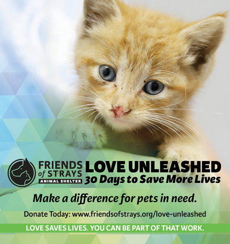 Friends of Strays launches Love Unleashed: 30 Days to Save More Lives
