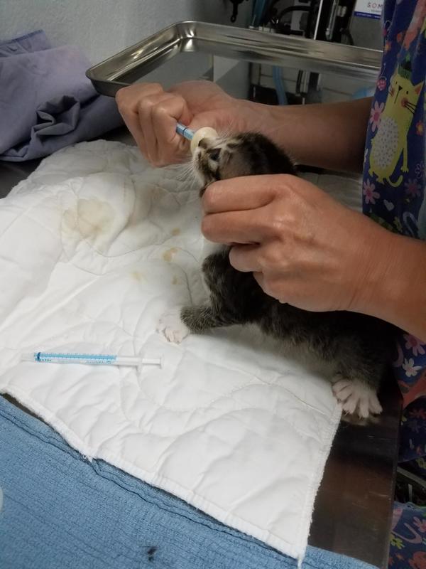 Help Support Our Kittens By Participating In Our Kitten Shower