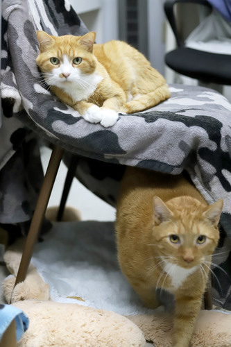 Dexter and Dali